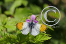 Orange Tip Butterfly